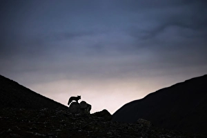 Svalbard Prints: Polar fox, vulpes lagopus, in Spitsbergen, Svalbard, Norway