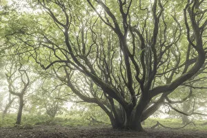 Images Dated 11th August 2020: Pollarded tree in a foggy woodland, Cornwall, England. Summer (July) 2020