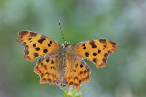 Insects Prints: Polygonia c-album, Casareggio, Liguria, Vobbia, Italy