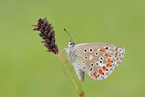 Insects Prints: Polyommatus bellargus, Liguria, Italy