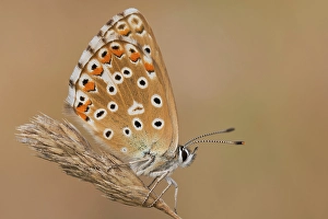 Insects Prints: Polyommatus bellargus, Piedmont, Italy