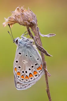Polyommatus Prints: Polyommatus icarus, Liguria, Italy