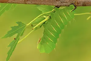 Poikilotherm Prints: Polyphemus Moth (Antheraea polyphemus) Caterpillar in Manitoba maple tree