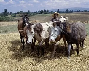 African Agriculture Gallery: Ponies trample corn to remove the grain in a typical