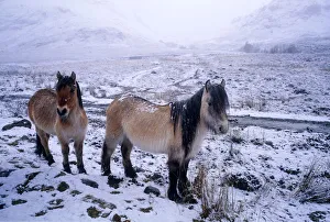 Ponies Prints: Ponies in Winter, Glen Shiel, Highland Region, Scotland