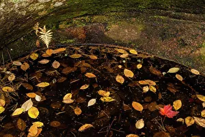 Placid Prints: A pool with floating autumn leaves, Waterville Valley, New Hampshire, USA