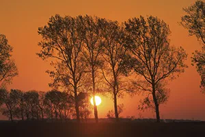 Farm Land Prints: Poplar alley at sunset - France, Normandy, Manche, Avranches