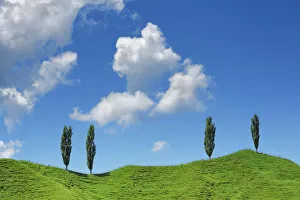 Polynesia Gallery: Poplar and clouds - New Zealand, North Island, Manawatu-Wanganui, Ruapehu
