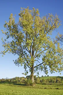 Weilheim Schongau Prints: Poplar - Germany, Bavaria, Upper Bavaria, Weilheim-Schongau, Habach, Durnhausen