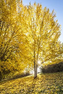 Poplar Prints: Poplar grove in autumn on the slope near Engenhahn in the Taunus, Niedernhausen, Hesse