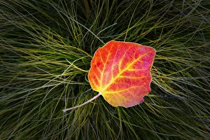 Images Dated 27th April 2016: Poplar Leaf in Autumn, New Zealand