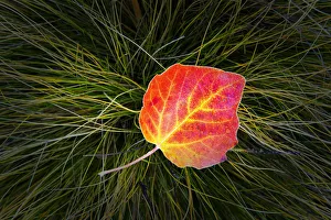 Detailsofnaturegallery Prints: Poplar Leaf in Autumn, New Zealand