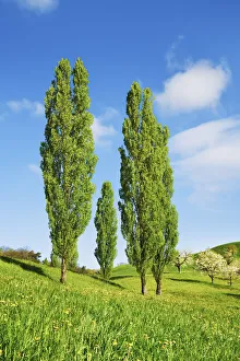 Poplar row - Switzerland, Basel-Landschaft, Sissach, Hemmiken - Alps, Swiss Jura