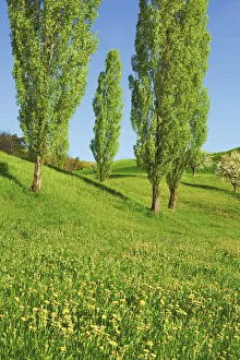 Poplar row - Switzerland, Basel-Landschaft, Sissach, Hemmiken - Alps, Swiss Jura (DM)