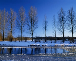 Poplar trees on The River Teviot