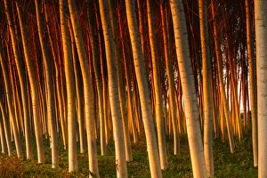 Procida Prints: Poplars with the light of sunset. Legnago, Verona, Veneto, Italy