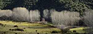 Images Dated 22nd February 2018: Poplars in Winter. Montesinho Natural Park, Tras-os-Montes. Portugal