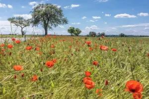 Romantic Road Collection: Poppies at the edge of a field near Creglingen on the Romantic Road, Romantische Strasse