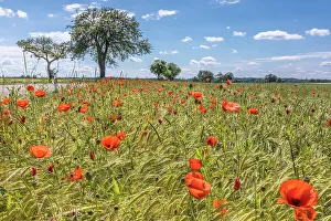 Taubertal Prints: Poppies at the edge of a field near Creglingen on the Romantic Road