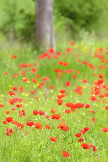 Poppies Prints: Poppies in long grass, near San Quirico d'Orcia, Tuscany, Italy