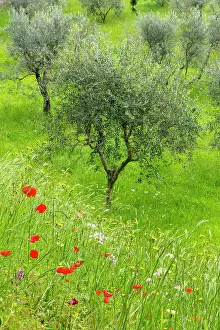 Poppies Prints: Poppies and olive tree, near San Quirico d'Orcia, Tuscany, Italy