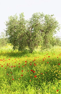 Poppies Prints: Poppies and olive trees, Tuscany, Italy