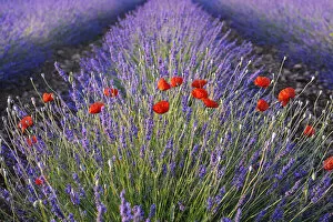 Poppies (Papaver) and Lavender field (Lavendula augustifolia), Valensole, Plateau de Valensole, Alpes-de-Haute-Provence