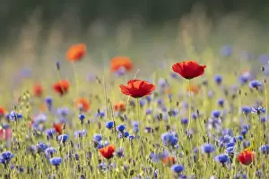 Arable Prints: Poppies (Papaver rhoeas) in wildflower meadow surrounded by Cornflower (Centaurea cyanus)