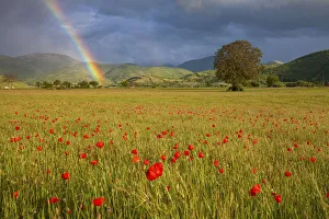 Poppies and rainbow, Norcia, Umbria, Italy