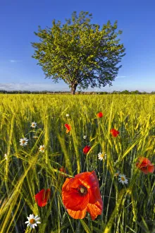 Poppies Prints: Poppies at sunset in the fields, Dairago, Milan, Lombardy, Italy, Southern Europe