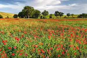 Poppies Prints: Poppy field bathed in evening light, near San Quirico d'Orcia, Tuscany, Italy