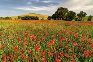 Poppies Prints: Poppy field bathed in evening light, near San Quirico d'Orcia, Tuscany, Italy