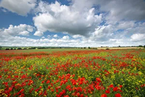 Poppy field in beautiful summer countryside, Dorset, England