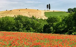 Poppies Prints: Poppy field and cypress trees, near San Quirico d'Orcia, Tuscany, Italy