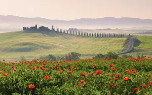Poppies Prints: Poppy field with Poggio Covili and mist-filled Val d'Orcia at dawn