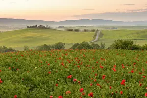 Poppies Prints: Poppy field with Poggio Covili and mist-filled Val d'Orcia at dawn