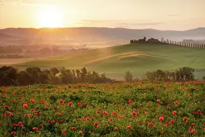 Poppies Prints: Poppy field with Poggio Covili and Val d'Orcia at dawn
