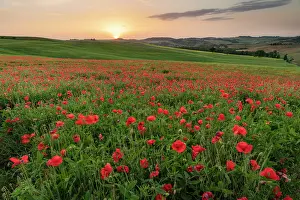 Poppies Prints: Poppy field at sunrise, near San Quirico d'Orcia, Tuscany, Italy