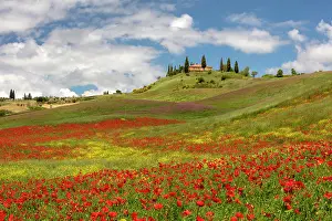 Poppies Prints: Poppy fields and farmhouse, near San Quirico d'Orcia, Tuscany, Italy