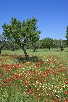 Images Dated 17th December 2012: Poppy Flower and Olive Trees near Valldemossa, Majorca, Balearics, Spain