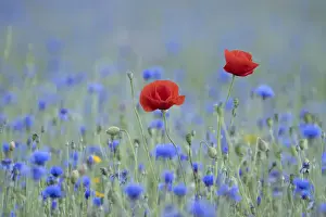 Pair Prints: Poppy (Papaver rhoeas) in wildflower meadow surrounded by Cornflower (Centaurea cyanus)