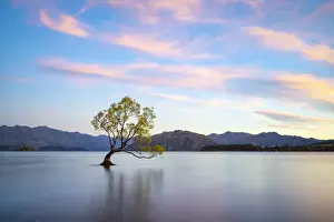 Wanaka Prints: Popular lone tree in Roys Bay on Wanaka Lake against sky at sunrise, Wanaka