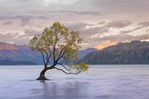 Images Dated 26th November 2019: Popular lone tree in Roys Bay on Wanaka Lake at sunrise with mountains in background