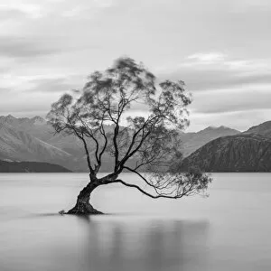 Black And White Collection: Popular lone tree in Roys Bay on Wanaka Lake, Wanaka, Queenstown-lakes District