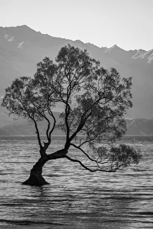 Wanaka Prints: Popular tree in Roys Bay on Wanaka Lake, Wanaka, Queenstown-lakes District, Otago Region