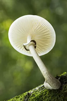 Single Gallery: Porcelain Fungus (Oudemansiella mucida), New Forest National Park, Hampshire, England