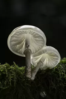 Images Dated 17th February 2021: Porcelain Fungus (Oudemansiella mucida), New Forest National Park, Hampshire, England, UK
