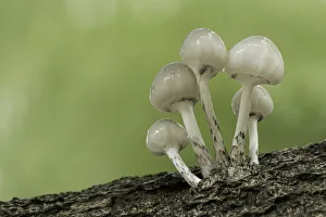 Mycology Prints: Porcelain Fungus (Oudemansiella mucida) emerging, New Forest National Park, Hampshire