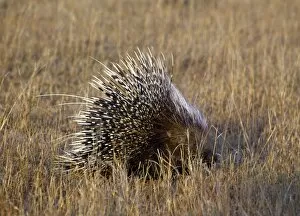 Animal Behaviour Collection: A porcupine in Masai Mara National Reserve