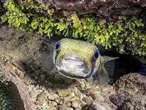 Diodontidae Prints: Porcupinefish (Diodon hystrix), Grand Cayman, Cayman Islands, British West Indies